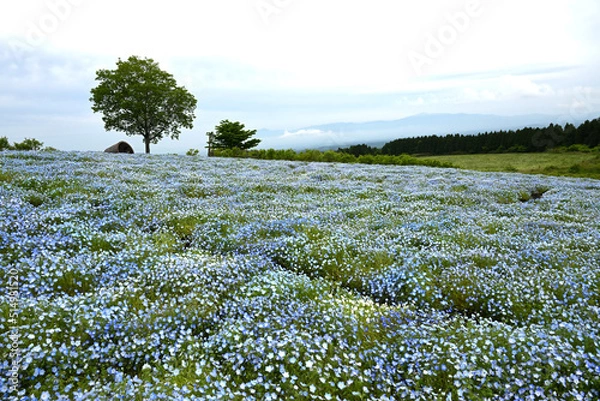 Obraz ネモフィラ