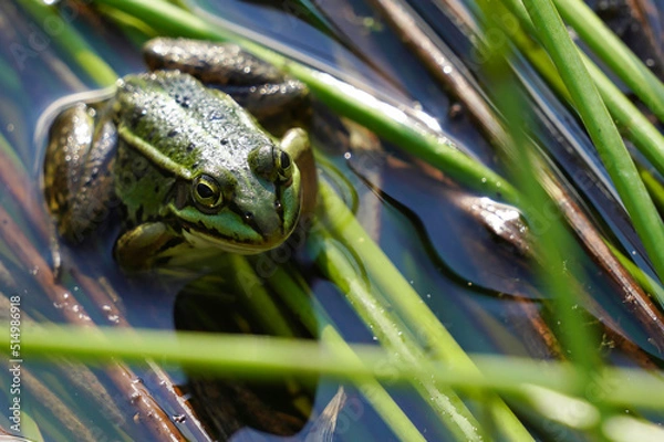 Obraz Żaba w stawie