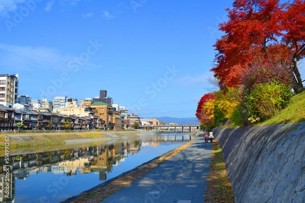 Fototapeta 秋晴れの京都市鴨川遊歩道の紅葉が美しい