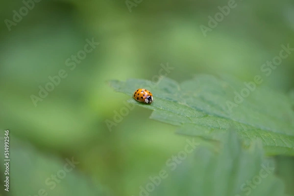 Fototapeta ladybird on a leaf
