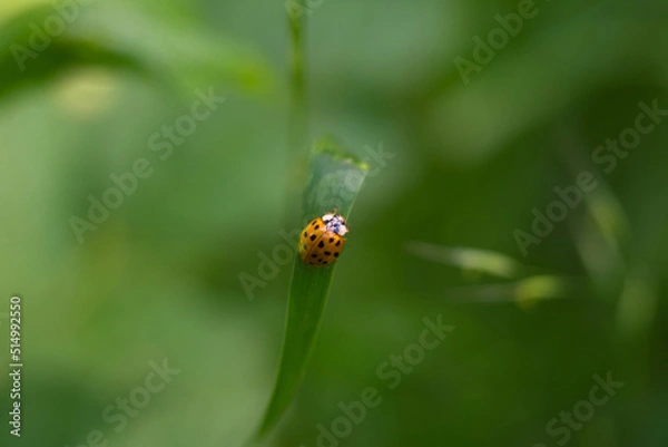 Fototapeta ladybug on grass