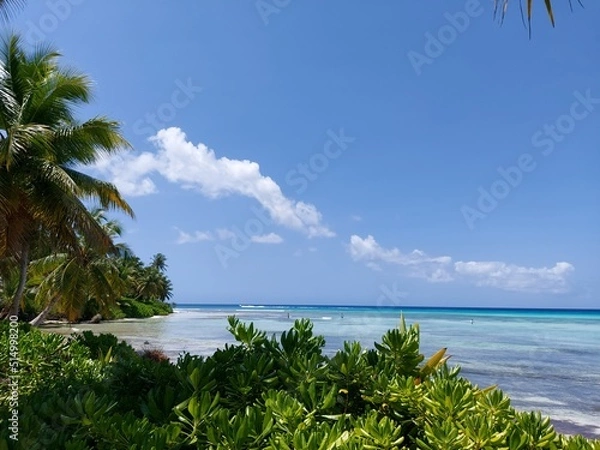 Fototapeta Trees on the beach