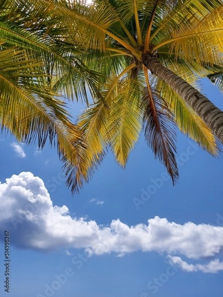 Fototapeta Palm tree on sky