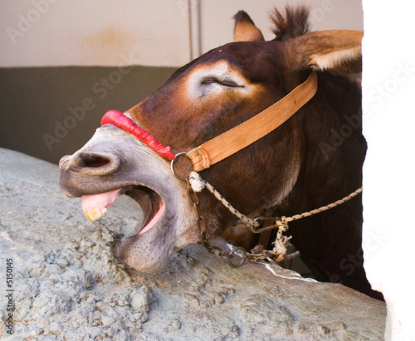 Obraz Laughing donkey