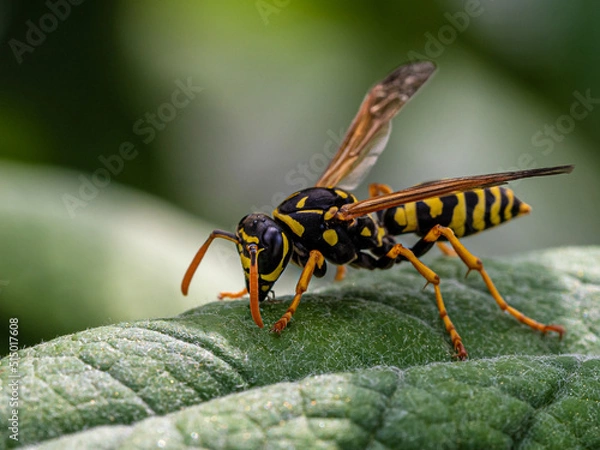 Fototapeta Wespe