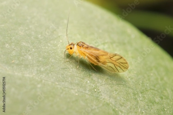 Obraz small Psocoptera on a leaf