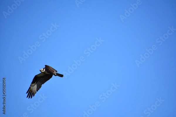 Fototapeta Osprey with Feathers Spread in Flight Against a Blue Sky