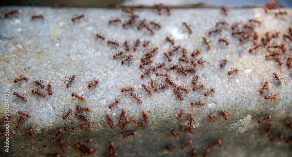 Obraz large group of red fire ants swarming a stone