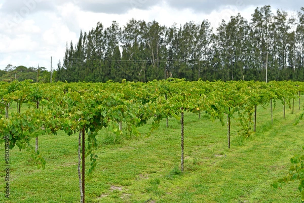 Fototapeta Rows of muscadine grapes growing on the vine at wine vineyard