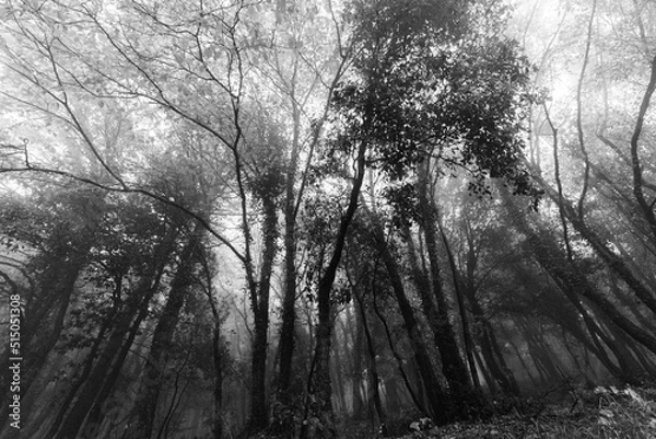 Fototapeta Trees in the middle of fog