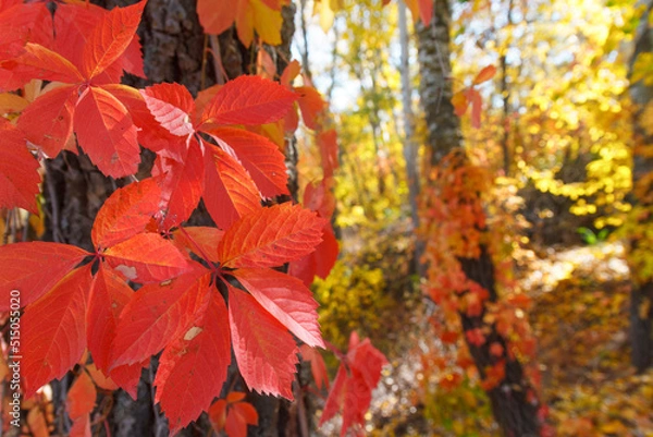 Fototapeta Colorful Autumn Parthenocissus quinquefolia, Wild Grape. Abstract