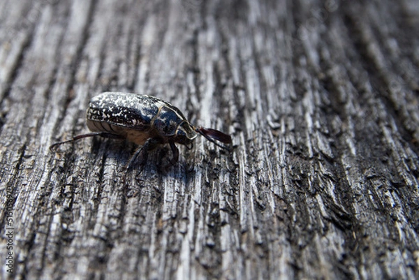 Obraz Polyphylla a rare subspecies of beetle
