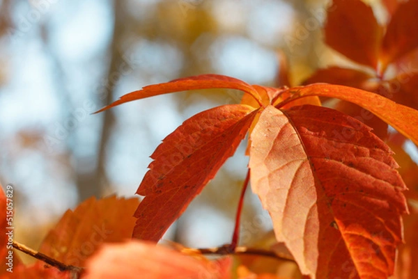 Fototapeta Colorful Autumn Parthenocissus quinquefolia, Wild Grape. Abstract