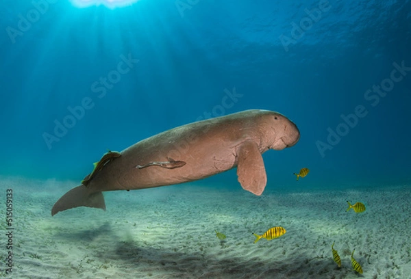 Obraz Big dugong and sea cow male in the deep of Red Sea of Egypt with remora and yellow fish