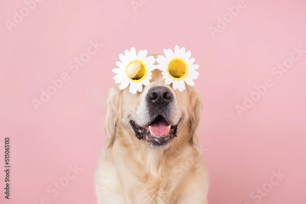 Fototapeta portrait of a funny dog on a pink isolated background with daisy glasses. Golden retriever in summer sunglasses