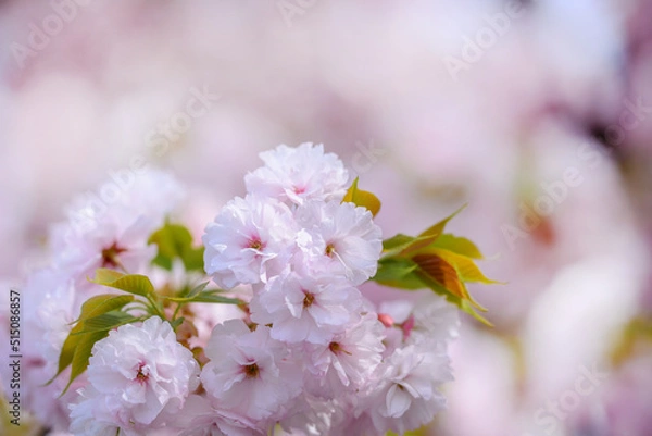 Fototapeta ピンクの桜