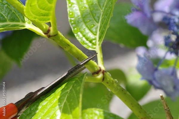 Fototapeta アジサイを剪定する
