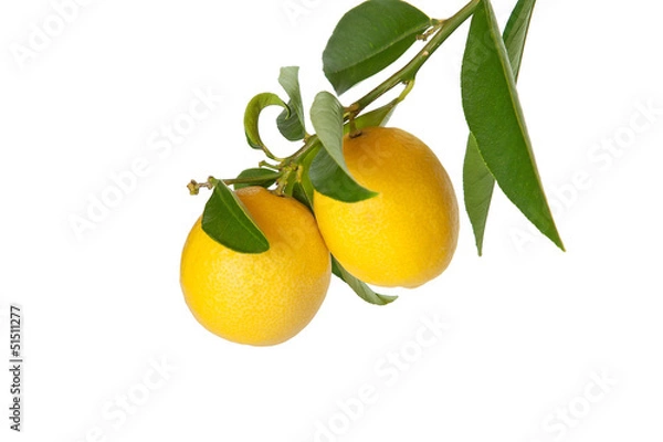 Fototapeta Branch of lemons  with leaves isolated on white background