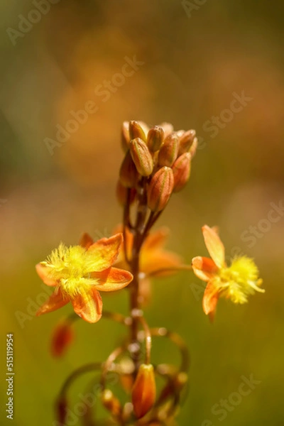 Fototapeta A Stalked Bulbine , single bloom