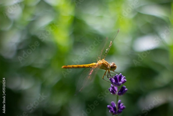 Obraz dragonfly on a flower