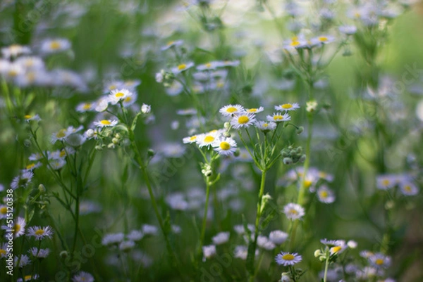 Obraz daisies in a field