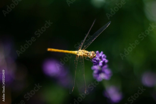 Obraz dragonfly on a flower