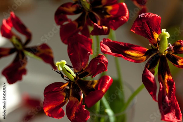 Obraz decaying red tulips