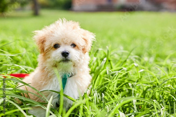 Obraz Little Maltipoo puppy is walking in green grass