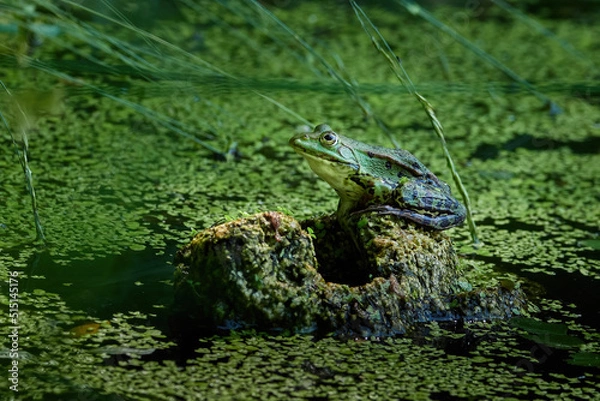 Fototapeta frog in the pond
