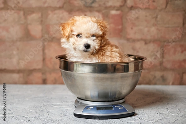 Obraz Maltipoo puppy is weighed on a kitchen scale against a brick wall. Close-up, selective focus
