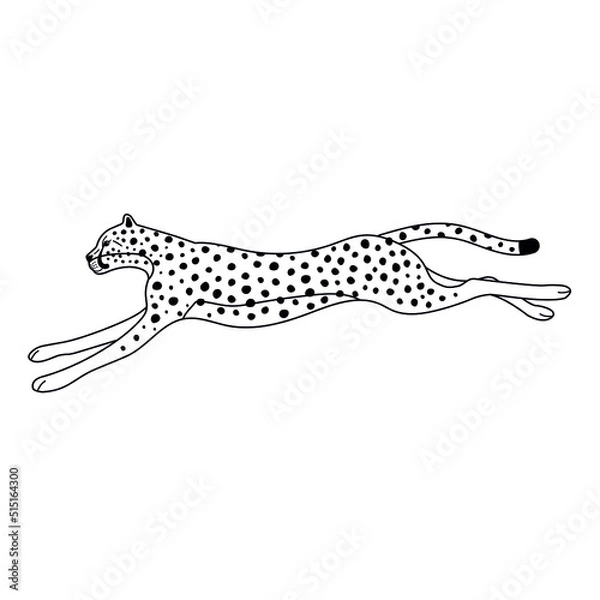 Fototapeta Vector flat jumping outline cheetah isolated on white background