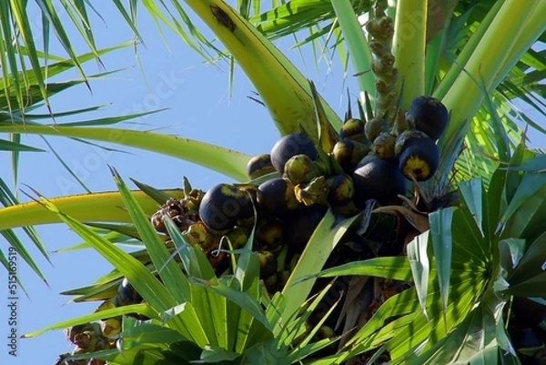 Fototapeta Palmyra Palm on the tree