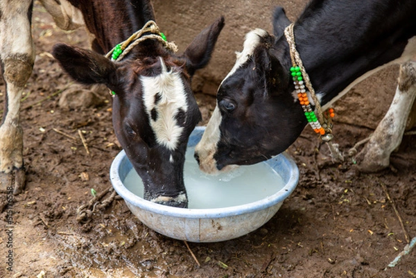 Obraz Two cows drinking water