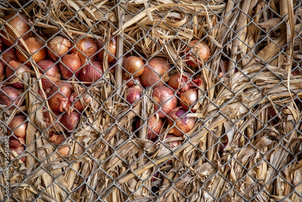 Obraz Onions kept in a storage