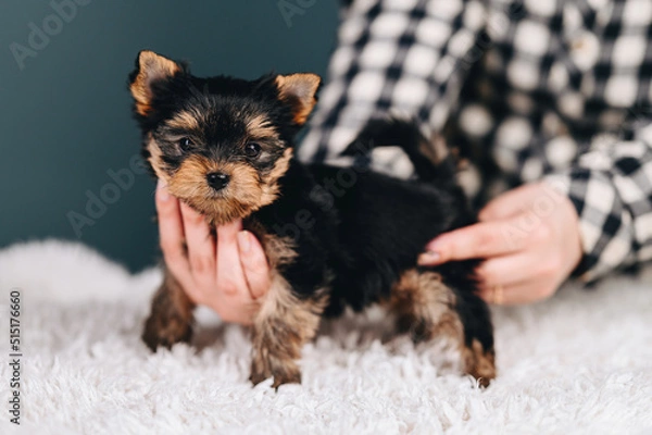 Fototapeta Yorkshire Terrier in Human Hands Looks at Camera. Brown eyebrows and ears Puppy.