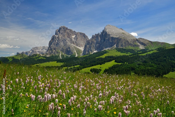 Obraz Eine idyllische Alpenlandschaft auf der Seiser Alm in den Südtiroler Dolomiten. Über blühende Wiesen und Wälder sieht man den Lang- und Plattkofel bei blauem Himmel.