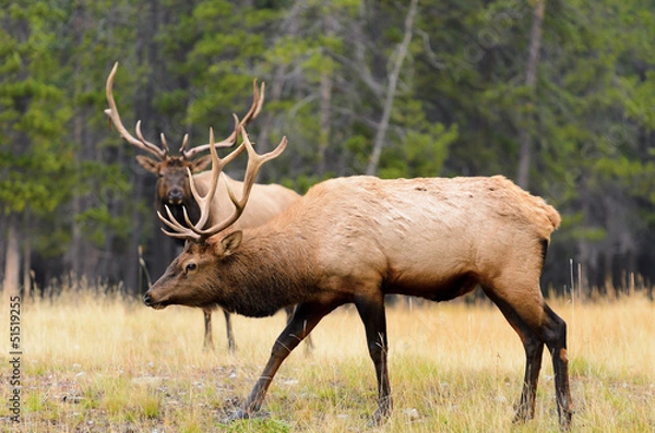 Obraz Rocky Mountain Elk