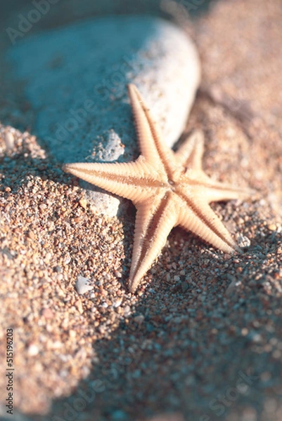 Obraz Starfish on the beach during sunny, summer day