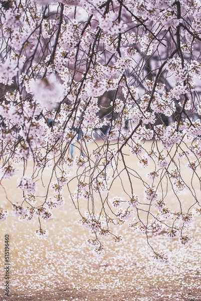 Obraz Spring Cherry blossoms in Tokyo, Japan