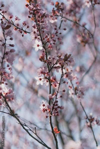 Obraz Cherry blossom blooming. Close up of beautiful pink flowers blooming during spring. 