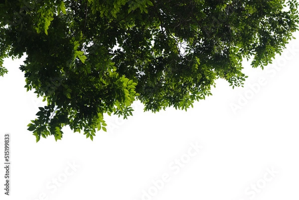 Fototapeta Green tree branch isolated on white background