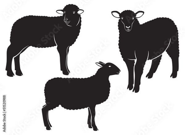 Obraz sheep