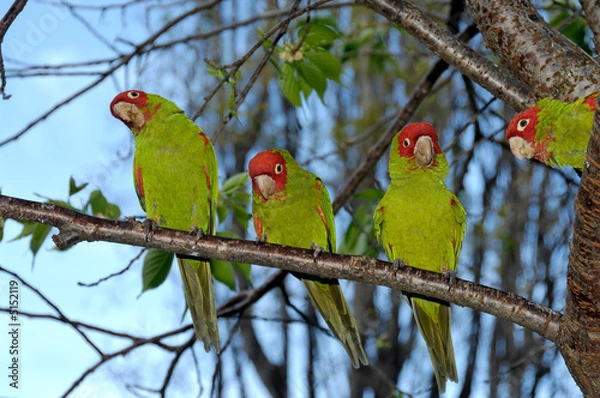 Obraz Papużka czerwonowłosa (Aratinga erythrogenys)
