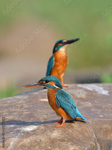 Fototapeta Common Kingfisher