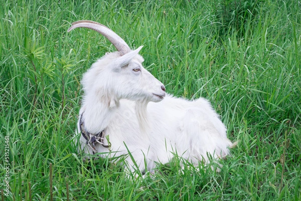 Obraz White goat with long horns sitting in green grass medow