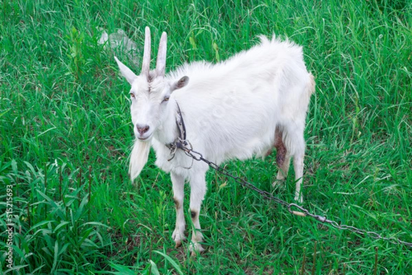 Obraz White male goat with long horns stands in green grass medow