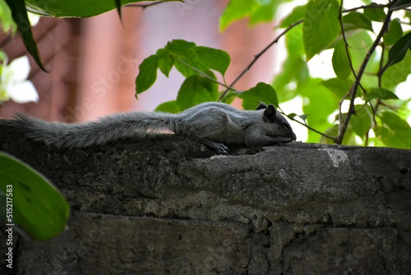 Obraz A baby squirrel under shadow