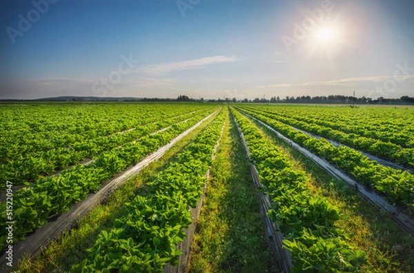 Fototapeta Strawberries plantation on a sunny day. Landscape with green strawberry field with blue sky and sun.