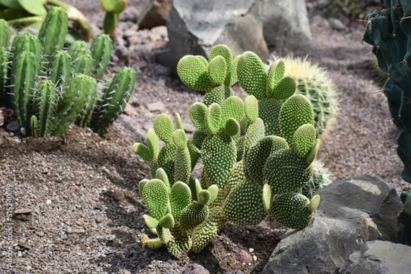 Obraz Opuntia macrocalyx