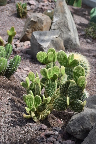 Obraz Opuntia macrocalyx